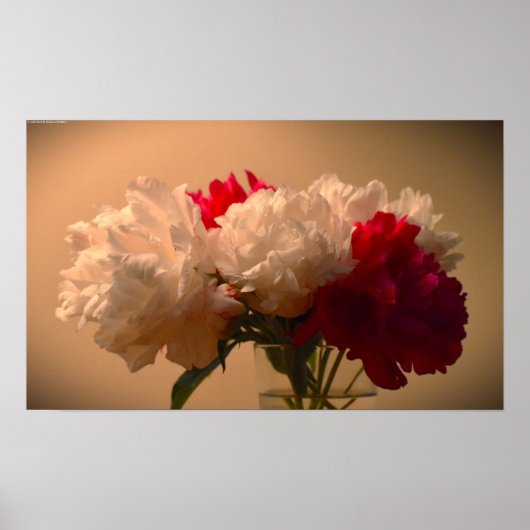 Poster Peony, (Devant)