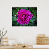 Poster Peony, (Cuisine)