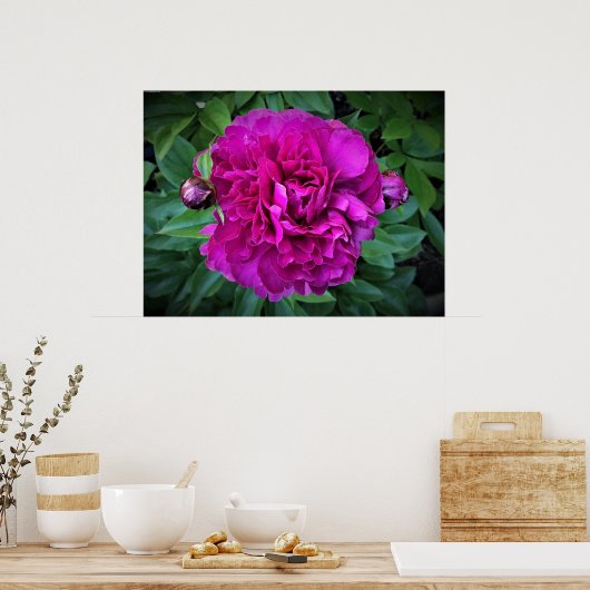 Poster Peony, (Cuisine)