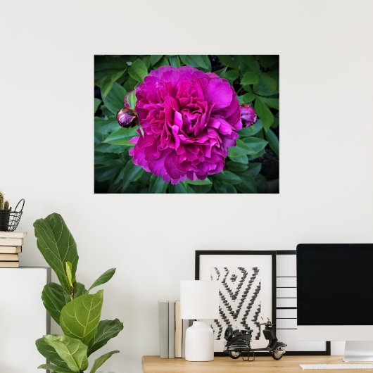 Poster Peony, (Bureau à domicile)