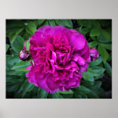 Poster Peony, (Devant)