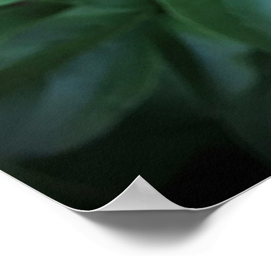 Poster Peony, (Coin)