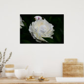 Poster Peony, (Cuisine)