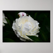 Poster Peony, (Devant)