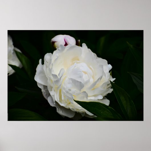 Poster Peony, (Devant)