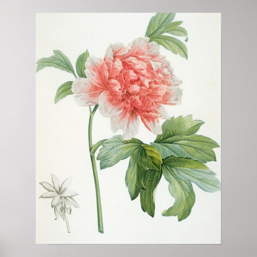 Poster Peony, 1799 (Devant)