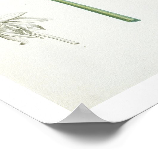 Poster Peony, 1799 (Coin)