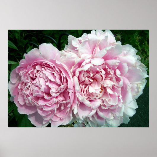 Poster Peony 2 (Devant)