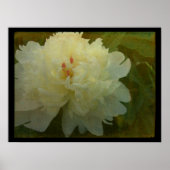 Poster Peony blanc (Devant)