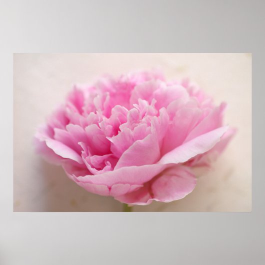 Poster Peony closeup (Devant)