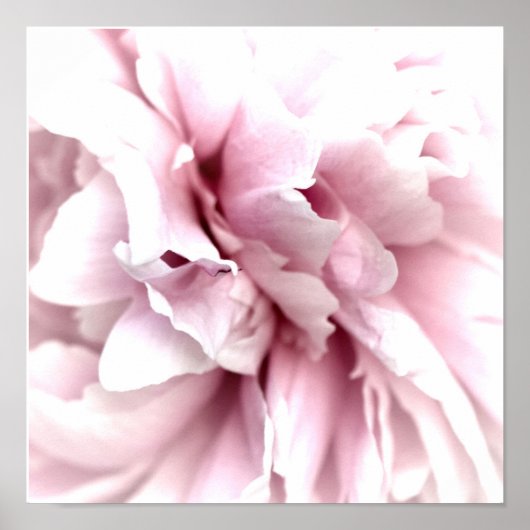 Poster Peony en Macro avec Art numérique rose (Devant)