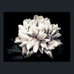 Poster Peony en noir et blanc<br><div class="desc">Photographie en noir et blanc d'une grande fleur de pivoine contre un arrière - plan noir. L'image est toujours légèrement teintée, ajoutant des tons subtils de violet aux pétales.</div>
