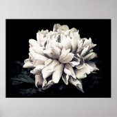 Poster Peony en noir et blanc (Devant)