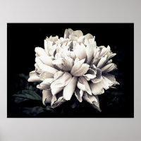 Peony en noir et blanc