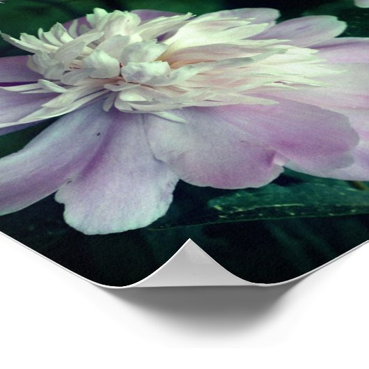 Poster Peony Flower Nature Abstraite (Coin)