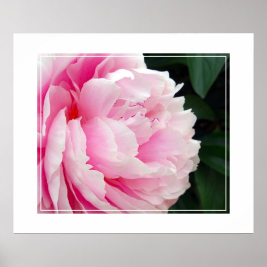 Poster-Peony Flower Poster (Voorkant)
