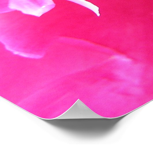 Poster Peony in Bloom (Coin)