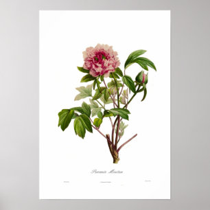 Poster Peony moutan