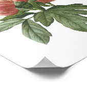 Poster peony (Paeonia sp.) par Redouté (Coin)