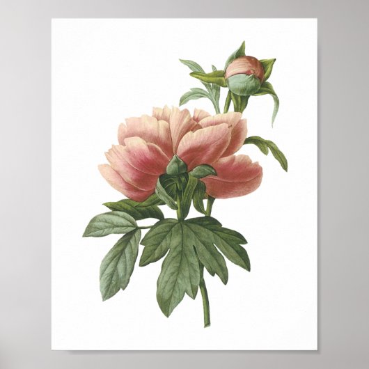 Poster peony (Paeonia sp.) par Redouté (Devant)