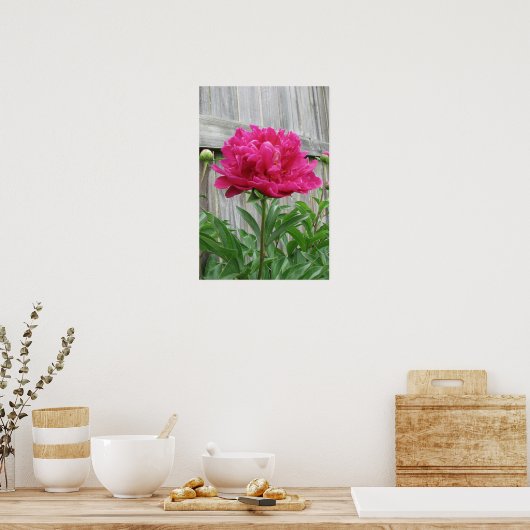 Poster Peony rose (Cuisine)