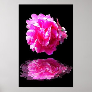 Poster Peony rose