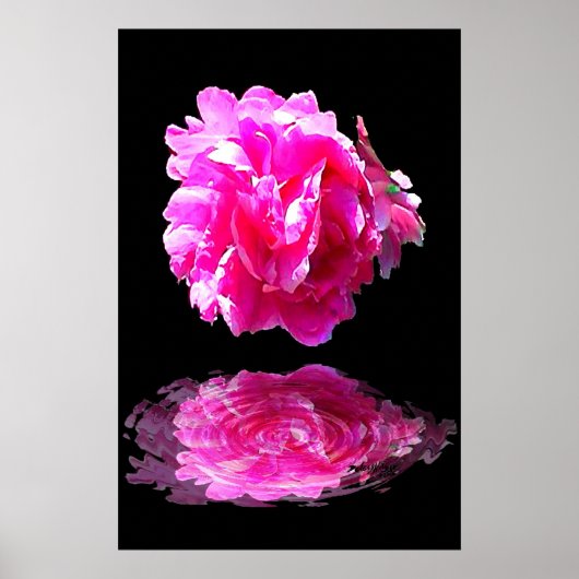 Poster Peony rose (Devant)