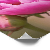 Poster Peony rose (Coin)