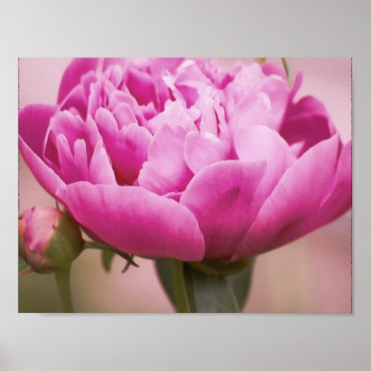 Poster Peony rose (Devant)