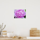 Poster Peony rose (Cuisine)