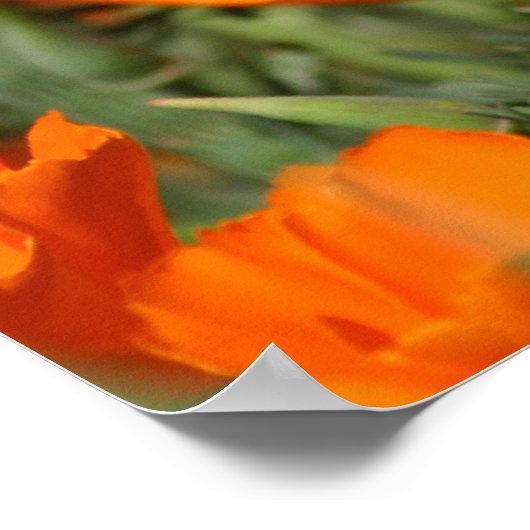 Poster Pépites Galore Imprimer (Coin)