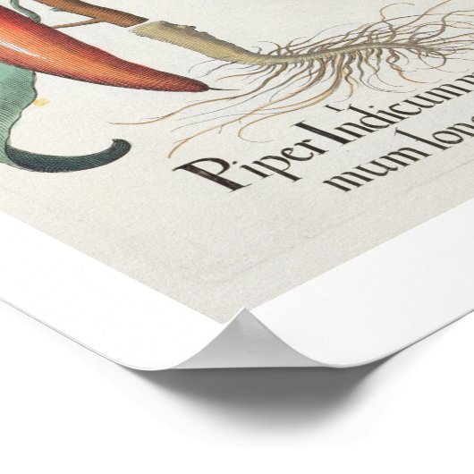 Poster Peppers: 1.Piper Indicum maximum longum; 2.Piper I (Coin)