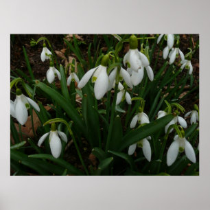 Poster Perce-neige I (Galanthus) Fleurs de printemps blan