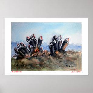 Poster Percebes/Barnacles