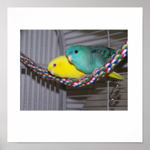 Poster Perche de Linnies