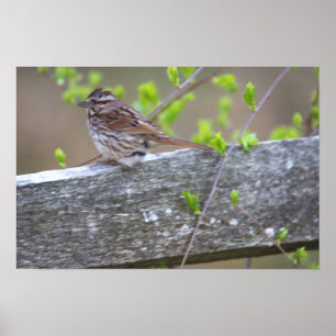 Poster perché d'oiseaux