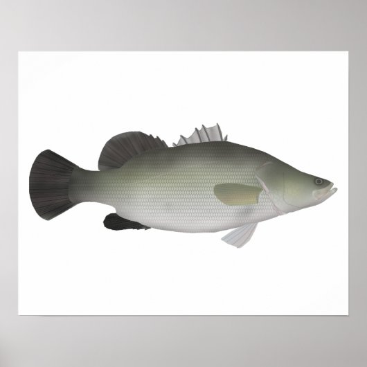 Poster Perche du Nil (Devant)