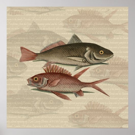 Poster Perche Rouge Poisson Pêcheur Art (Devant)