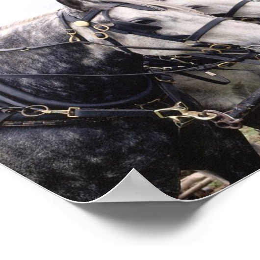 Poster Percheron Tandem (Coin)