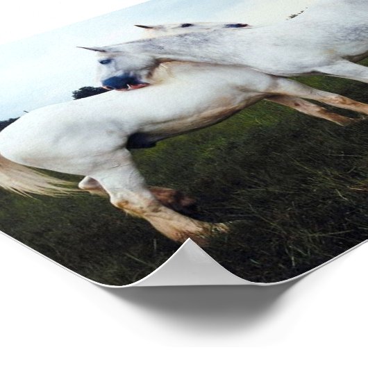 Poster Percherons Grooming Each Other (Coin)