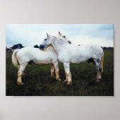 Poster Percherons Grooming Each Other (Devant)