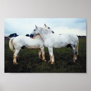 Poster Percherons Grooming Each Other