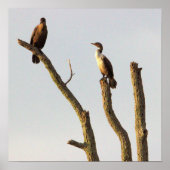 Poster Perching Birds (Devant)