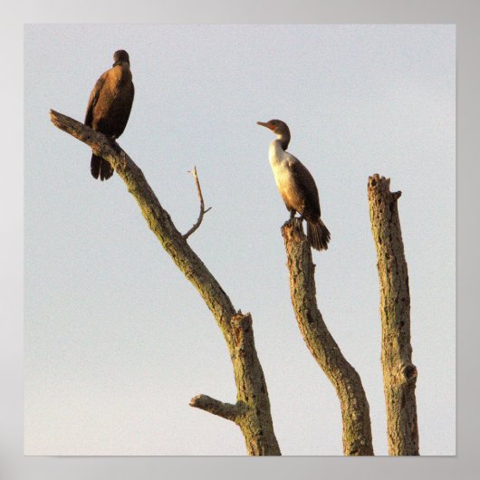 Poster Perching Birds (Devant)