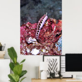 Poster Perching Blenny (Bureau à domicile)