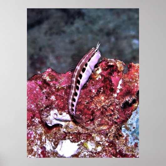 Poster Perching Blenny (Devant)