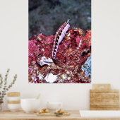 Poster Perching Blenny (Cuisine)