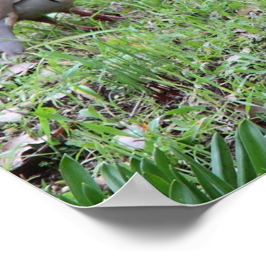 Poster Perdrix (Coin)