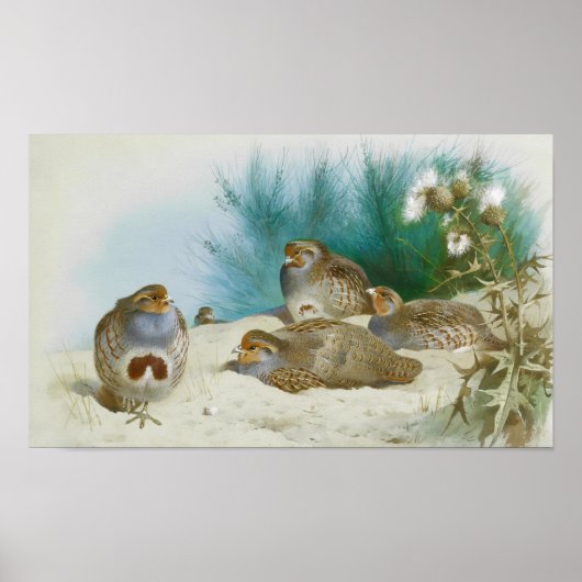 Poster perdrix anglaise avec gorges et chardons, Art (Devant)