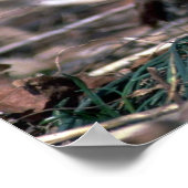 Poster Perdrix hongrois (Coin)